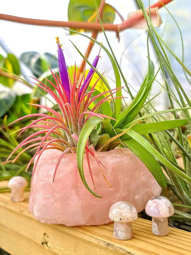 Amazon.com : Small Air Plants - 3 Ionantha Rubra - 2 to 3